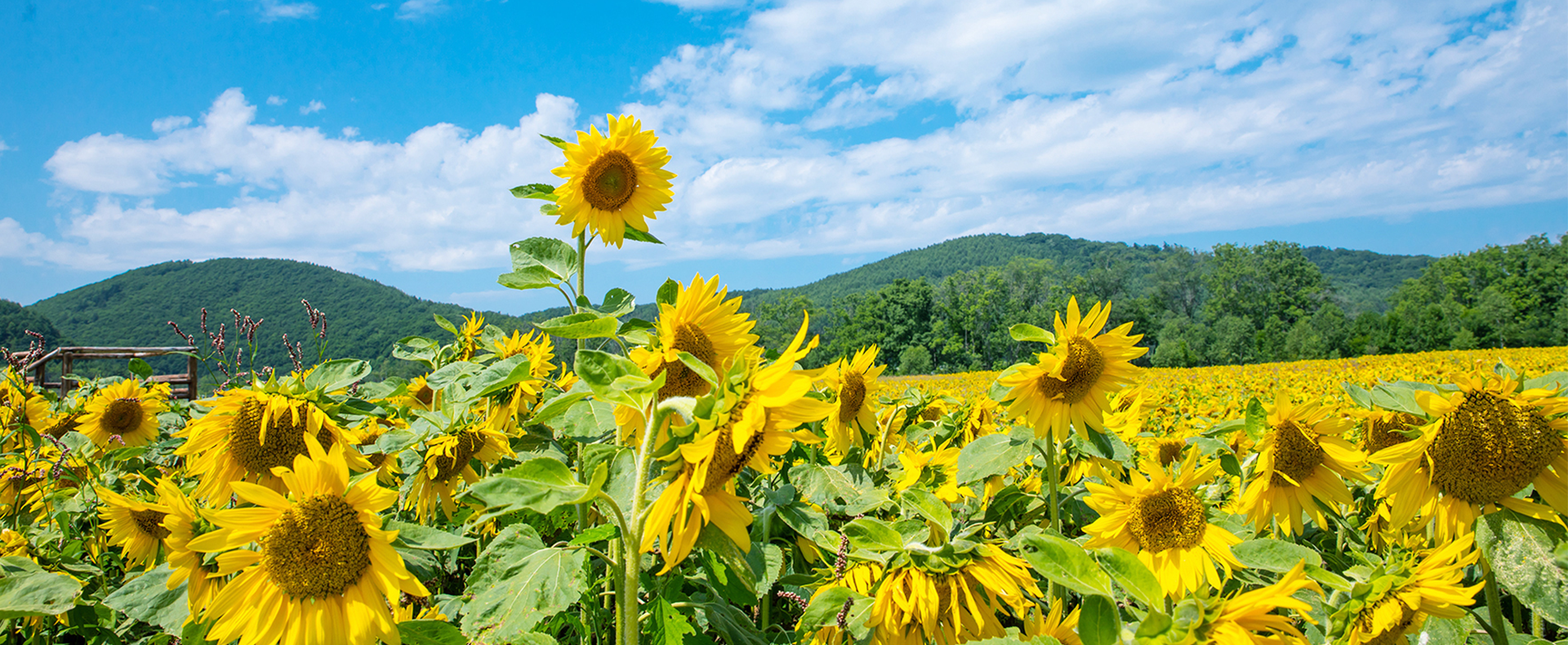 彩名堂瓜子原料种植基地